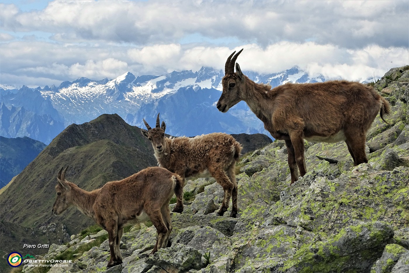 78 Da sfondo le Alpi Retiche.JPG -                                